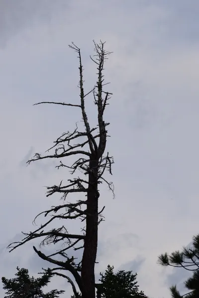 DSC_3035 (Large).JPG